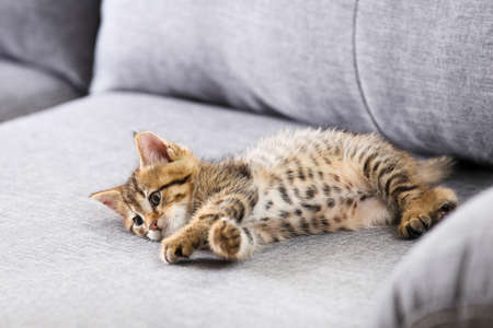Kitten lying on gray sofaの写真素材