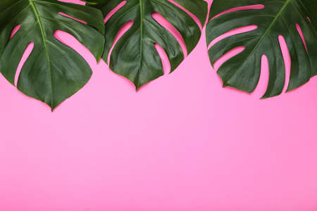 Green tropical monstera leafs on pink background