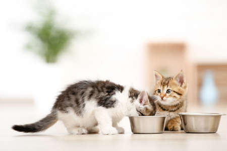Kittens eating from feeding bowl on the floorの写真素材