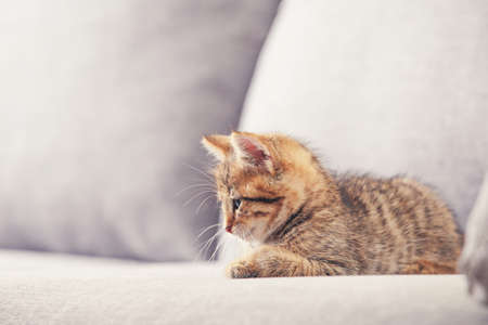 Beautiful kitten on gray sofaの写真素材