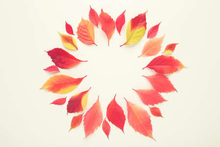 Autumn leafs on white backgroundの写真素材