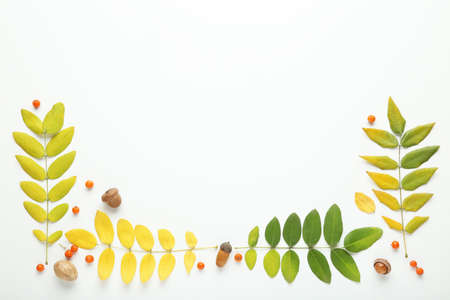 Autumn leafs with acorns and berries on white background