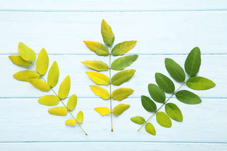 Autumn leafs on white wooden table