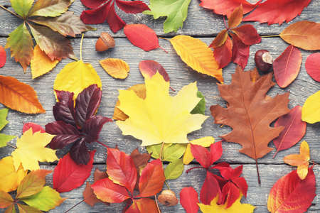 Colorful autumn leafs with acorns and chestnut on gray wooden table