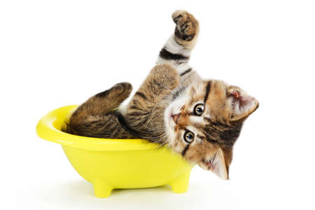 Beautiful kitten lying in bath isolated on white backgroundの写真素材