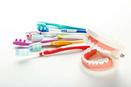 Teeth model with toothbrushes isolated on white background