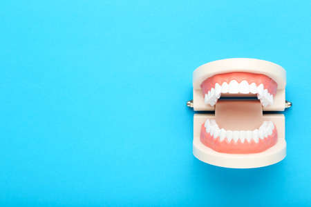 Teeth model on blue backgroundの写真素材