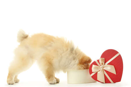 Pomeranian dog with gift box in shape of heart isolated on white backgroundの写真素材