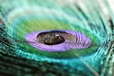 Background of peacock feather with water dropの写真素材
