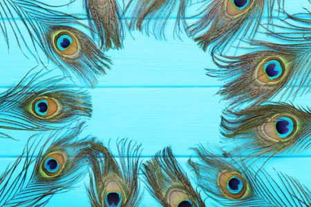 Peacock feathers on blue wooden tableの写真素材
