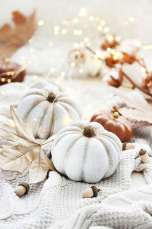Autumn pumpkins with dry leafs, acorns and knitted sweaterの写真素材
