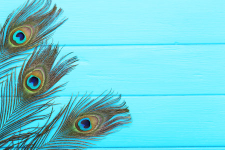 Peacock feathers on blue wooden tableの写真素材