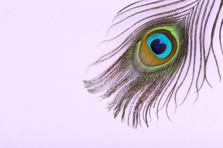 Peacock feather on puple backgroundの写真素材