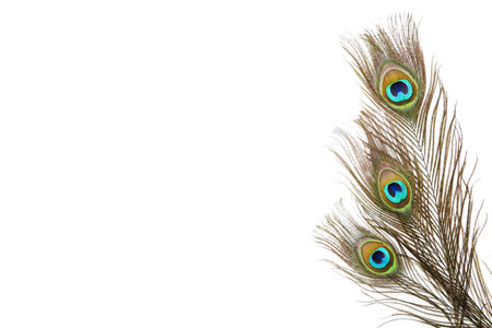 Peacock feathers isolated on white backgroundの写真素材