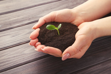 Female hands holding soil with green sprout on wooden backgroundの写真素材