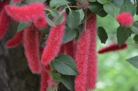 red floral pendantsの写真素材