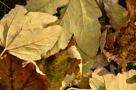 autumn climate in natureの写真素材