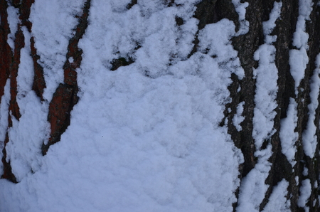 winter fairytale landscapeの写真素材