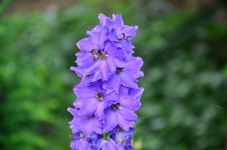 blue flowers on an green backgroundの写真素材