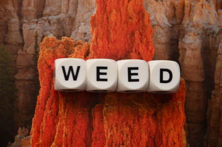 word weed on an abstractly colored backgroundの写真素材