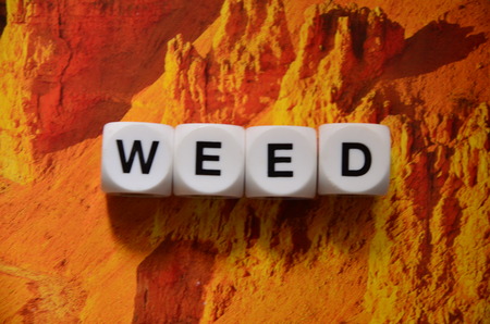 word weed on an abstractly colored backgroundの写真素材