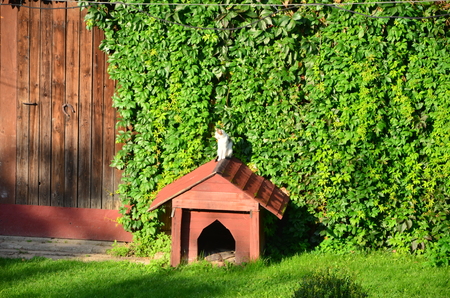 A cat sitting on the roof of a dog houseの写真素材