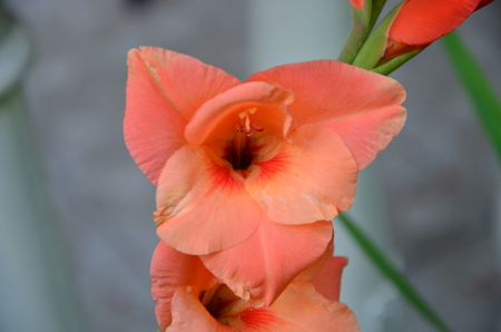 red flowerの写真素材