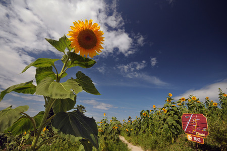 Flowers blossoming welcoming smileのeditorial素材