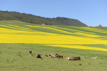 Cows resting on the prairie of Qinghai