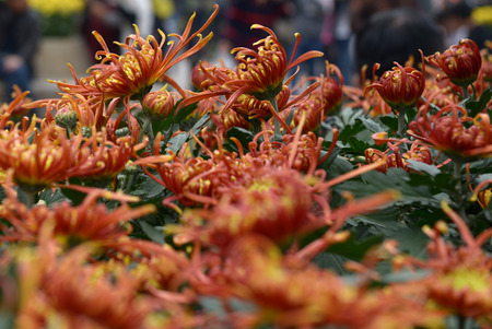 Chrysanthemum flowersの写真素材