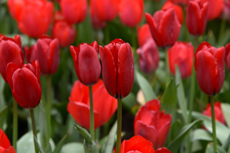 Springの写真素材