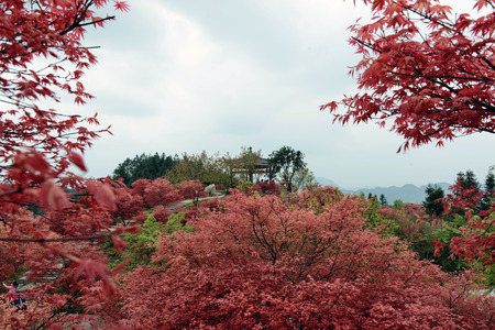 Chongqing Wuzhou ecological garden sceneryの写真素材