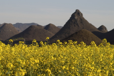 Luoping Rape Flowerの写真素材