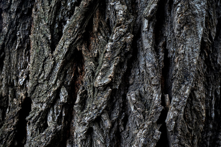 Nature has created its own unique pattern on every creature. One of them is the bark of trees. The...