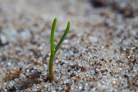 Wallpaper. Spring. The green sprout came out of the yellow sand.の写真素材