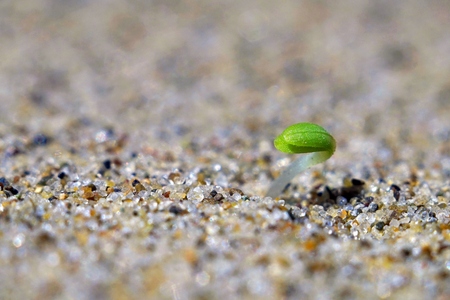 Wallpaper. Spring. The green sprout came out of the yellow sand.の写真素材