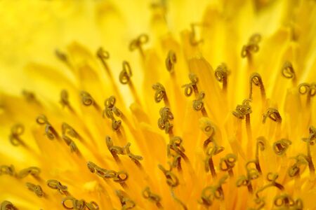 A flower of a dandelion.の写真素材
