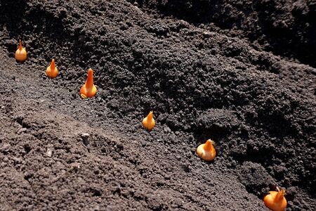 Spring, vegetable garden. Landing onions in the ground. A bed with furrows. The onion is planted in even rows.の写真素材
