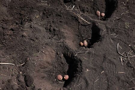 Spring, agriculture. Planting potatoes into the ground. Place the potatoes in separate cells.の写真素材