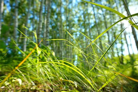 Landscape, nature. Summer green grass the sun shinesの写真素材