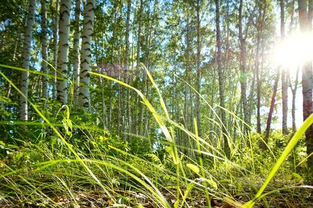 Landscape, nature. Summer green grass the sun shinesの写真素材