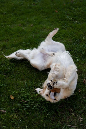 gold retriever playing in the meadowの写真素材