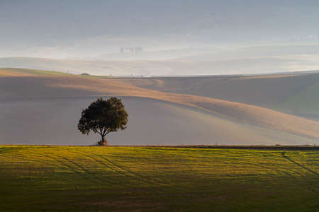 Tree on the field against hills with mist at dawnの写真素材