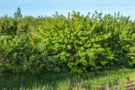 Morning natural landscapeの写真素材