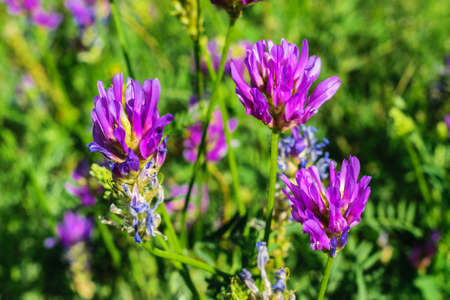 flower fieldの写真素材