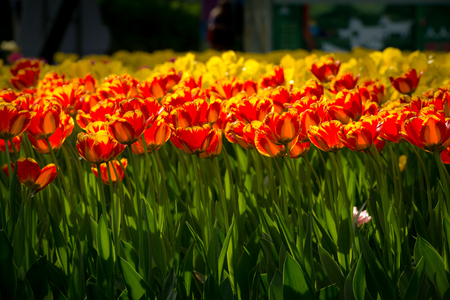 Red and yellow tulips in two colorsの写真素材