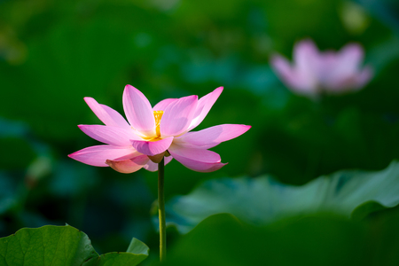 The lotus flower in the pondの写真素材