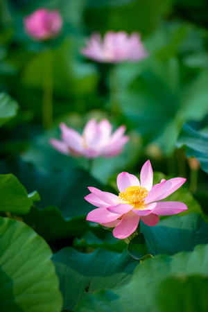 Four lotus flowers blooming in the pondの写真素材