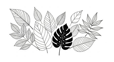 Black and white leaves on a white background. Hand-drawn illustration.の素材