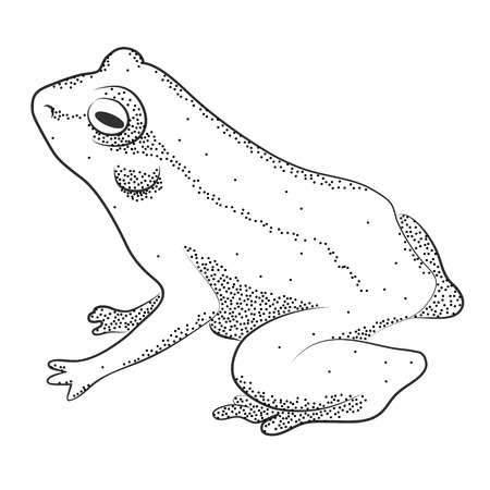 Adult frog. Black and white outline vector sketch image.のイラスト素材